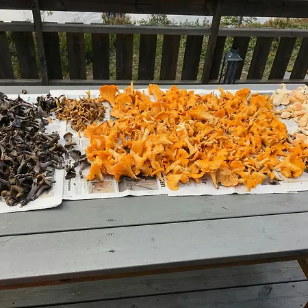 Have An Active By Ljostadtjernet Casa de Férias *